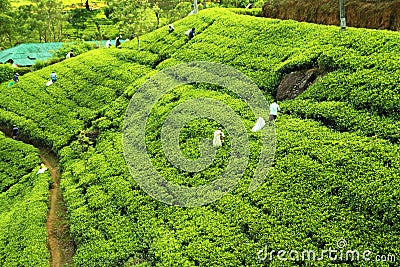 People picking tea on plantation Editorial Stock Photo