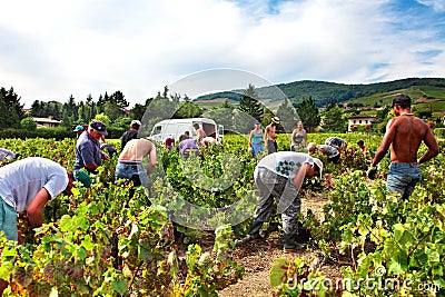 People picking up grape harvest in vineyard of France Editorial Stock Photo