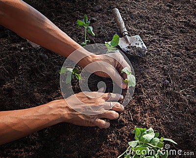 People planting young tree on dirt soil with gardening tool use Stock Photo