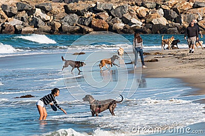 People Play with Dogs Near Rock Jetty at Dog Beach in San Diego Editorial Stock Photo