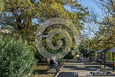 People rest on benches on Primorsky Boulevard in resort town of Sochi. Wonderful view of alley with huge oak tree Editorial Stock Photo