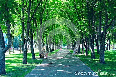 People rest in city park sitting on benches. Footpath with big trees and benches. Relax place Editorial Stock Photo