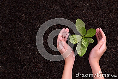 People`s hands cupping protectively around young plant Stock Photo