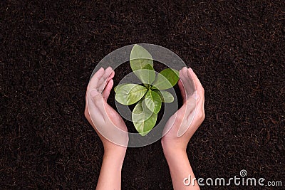 People`s hands cupping protectively around young plant Stock Photo