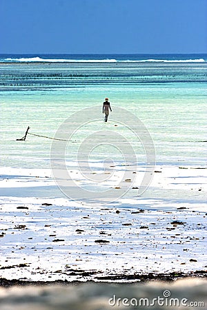 People and seaweed in the blue lagoon relax zanzibar africa Stock Photo