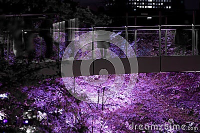 People in silhouette to see the sights and going to see cherry blossoms at night Stock Photo