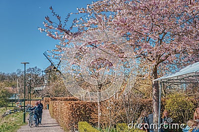 People sitting by a blooming Sakura tree on a sunny day. Cherry tree are covered by pink blossoms while people enjoy the sunshine Stock Photo