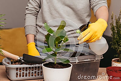 People spraying houseplant at home. Engaging hobby Stock Photo