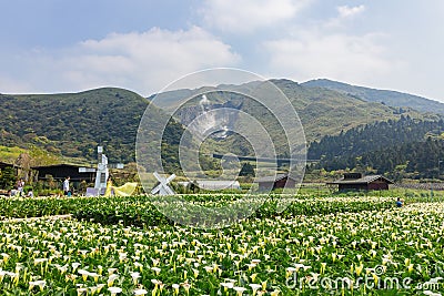 People taking prewedding photowith Zantedeschia blossom in Yangmingshan National Park Editorial Stock Photo
