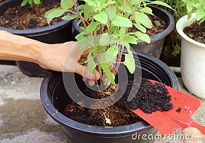 People Using Shovel to Add Soil into Potted Holy Basil Plant Stock Photo