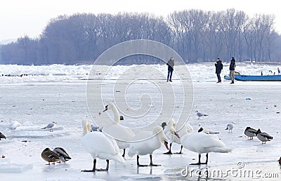 People walk on the frozen Danube river Editorial Stock Photo