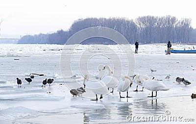 People walk on the frozen Danube river Editorial Stock Photo