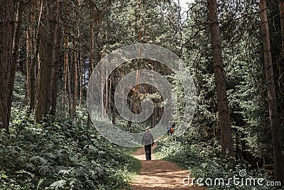 People walking along path through a beautiful pine forest Editorial Stock Photo