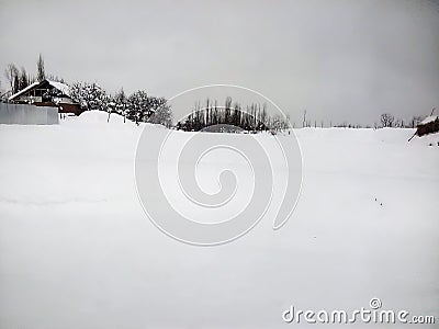 Beautiful white field with trees Stock Photo