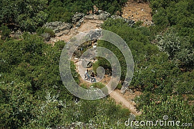 People walking through dirt path amid forest glade Editorial Stock Photo