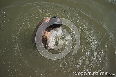 A man is bathing in Ganga River in Varanasi Editorial Stock Photo