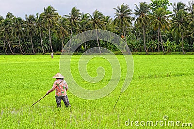 People work on rice field at Hong Ngu town in Dongthap, Vietnam Editorial Stock Photo