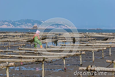 People work on wooden frames and ropes on seaweed farms on beaches Stock Photo