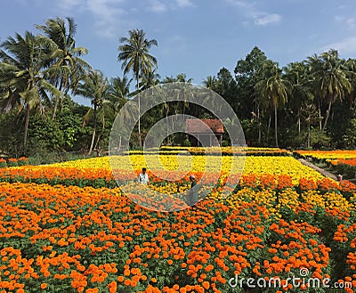 People working on the daisy flower fields Editorial Stock Photo