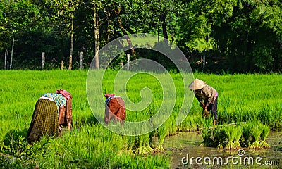 Rice field in Mekong Delta, Southern Vietnam Stock Photo