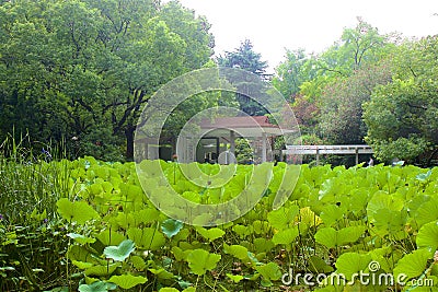 Peoples` park, Shanghai Stock Photo