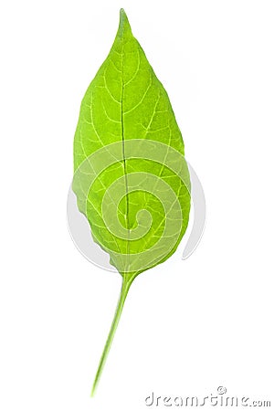 Peper sprout leaf Stock Photo