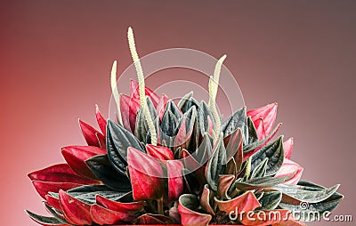 Peperomia Caperata Rosso plant over colorful red background. Growing colorful plant in a pot close up Stock Photo