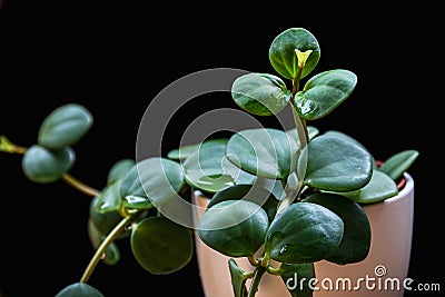 Peperomia `Hope` plantlet on a black background. Stock Photo