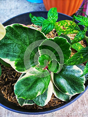 Peperomia obtusifolia L. A.Dietr. or American rubberplant Stock Photo