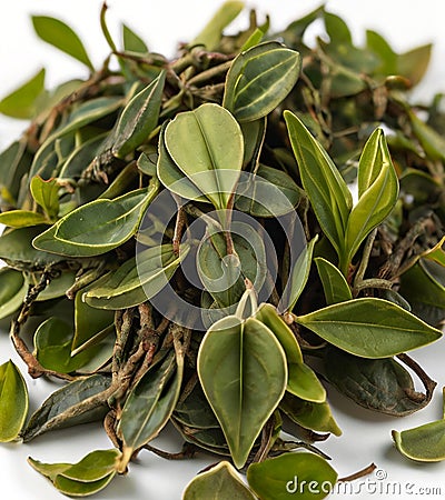 Peperomia pellucida harbal tea, cut out on white background Stock Photo