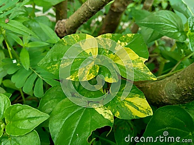 Peperomia pellucida pepper elder, shining bush plant, and man to man with natural background. Stock Photo