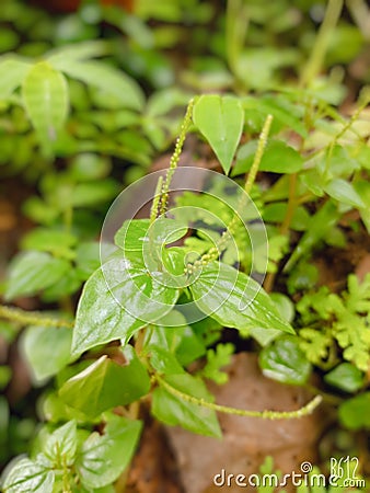 Peperomia Pellucida Tree Vegetable Nature Stock Photo