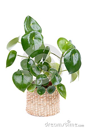 Peperomia polybotrya also called peperomia Raindrop Stock Photo