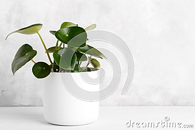 Peperomia polybotrya plant Stock Photo