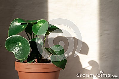 Peperomia raindrop plant on concrete wall background Stock Photo