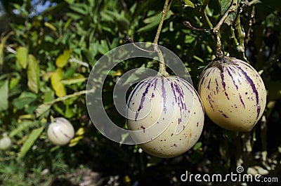 Pepino Fruit Stock Photo