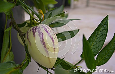 Pepino melons - Solanum muricatum Stock Photo