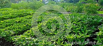 Pepper crop growing in a farm Stock Photo