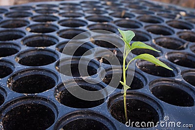 Pepper cultivation Stock Photo