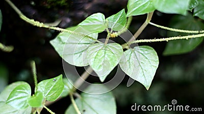 Pepper elder plant Stock Photo