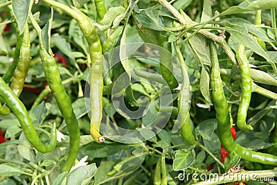 Pepper in garden Stock Photo