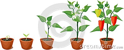 Pepper growing stage Stock Photo