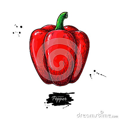 Pepper hand drawn vector illustration. Vegetable object. Isolated bell pepper. Vector Illustration