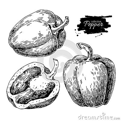 Pepper hand drawn vector set. Vegetable engraved style object Vector Illustration