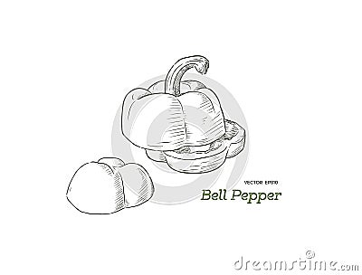 Pepper hand drawn vector set. Vector Illustration