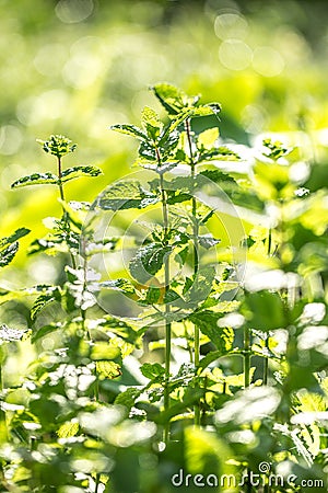 Pepper mint growing in the garden Stock Photo