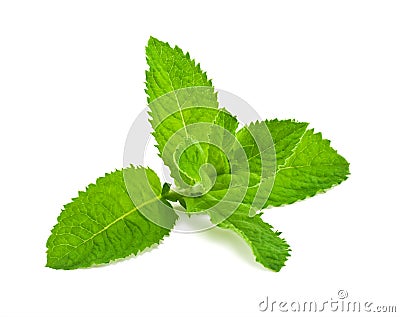 Pepper mint leaves Stock Photo