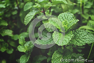 Pepper mint leaves Stock Photo