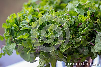 Pepper Mint Leaves Stock Photo