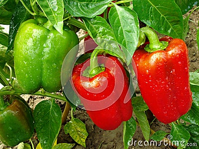 Pepper plant Stock Photo